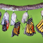 volo farfalla monarca enzo moretto butterfly arc copertina