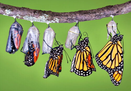 Emerging monarch volo farfalla monarca enzo moretto butterfly arc copertina