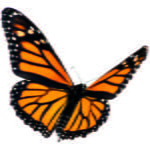 volo farfalla monarca enzo moretto butterfly arc