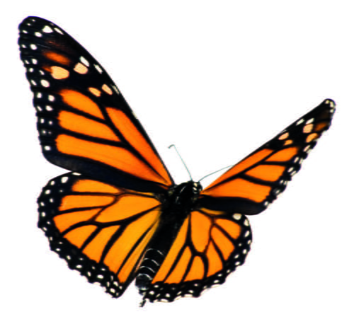 Monarch Butterfly on White volo farfalla monarca enzo moretto butterfly arc