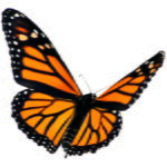 volo farfalla monarca enzo moretto butterfly arc