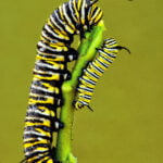 volo farfalla monarca enzo moretto butterfly arc larry lynch