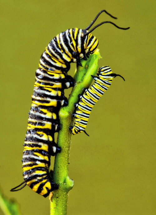 volo farfalla monarca enzo moretto butterfly arc larry lynch