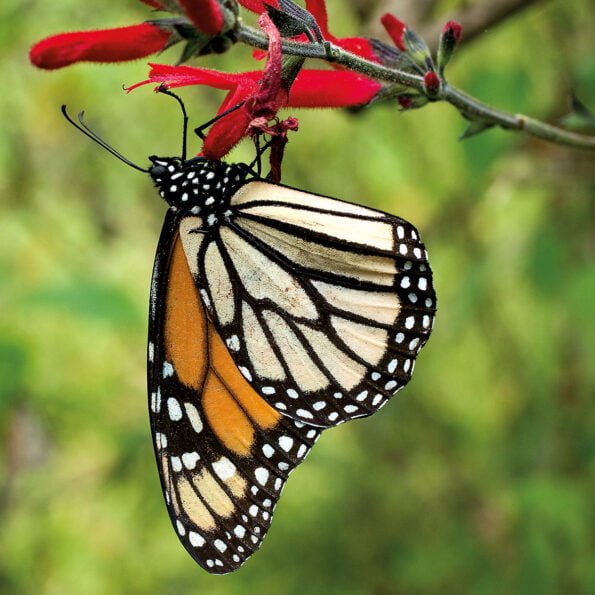 volo farfalla monarca enzo moretto butterfly arc