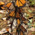 volo farfalla monarca enzo moretto butterfly arc