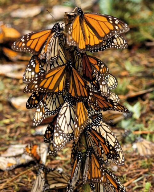 volo farfalla monarca enzo moretto butterfly arc
