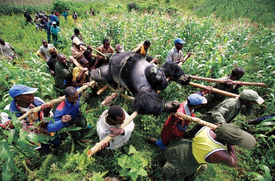 Le 100 fotografie che hanno cambiato il mondo Gorilla In The Congo