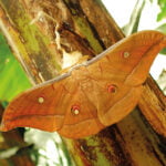 Il baco da seta Stazione Bacologica Sperimentale Antherea pernii