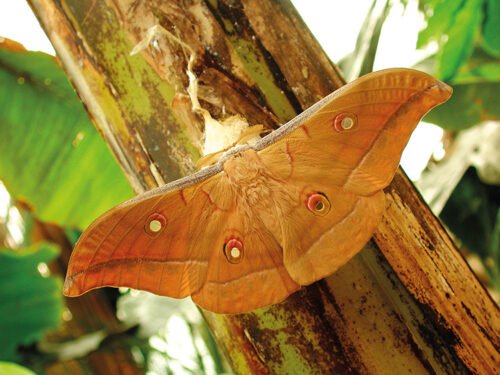 Antherea pernii Il baco da seta Stazione Bacologica Sperimentale Antherea pernii