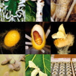 Il baco da seta panoramica