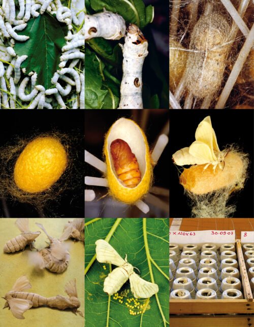 Il baco da seta- Il baco da seta panoramica