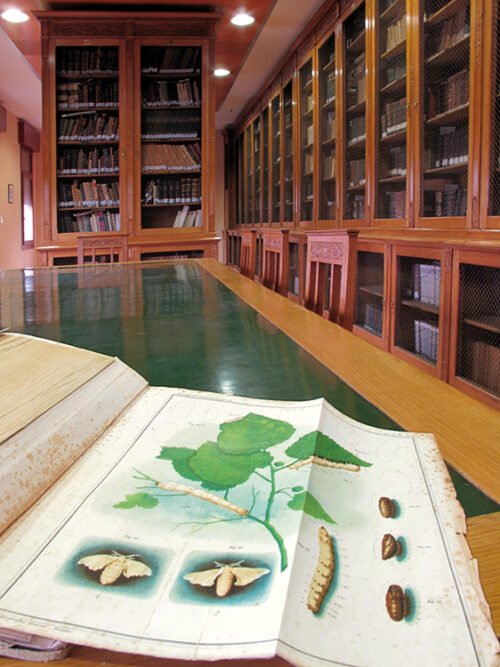 Il baco da seta-biblioteca _0652 Lavorazione della seta biblioteca esapolis