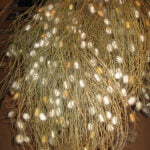 Il baco da seta bozzoli