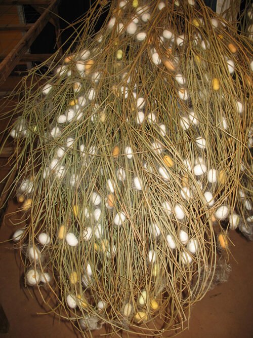 Il baco da seta bozzoli Il baco da seta bozzoli