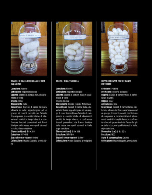 Il baco da seta imp. 11.23 pag. 62 Il baco da seta bozzoli collezione Padova