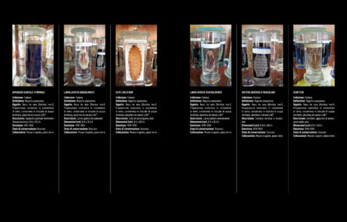Il baco da seta imp. 11.23 pagg.58-59 Il baco da seta collezione Padova reperti
