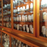 Il baco da seta panoramica bozzoli