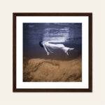 underwater Toni Frissell poster cornice
