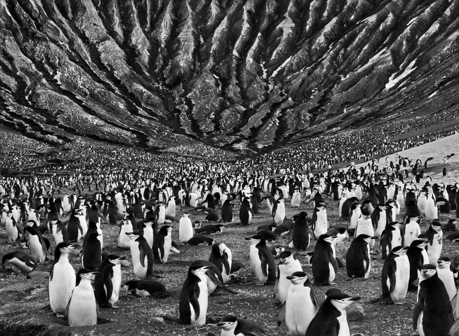 Architettura e paesaggio: da Ansel Adams a Luigi Ghirri 34 Sebastiao Salgado, Genesis