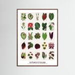 Poster fine art . Les Plantes à Feuillage