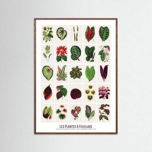 Poster fine art . Les Plantes à Feuillage