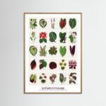 Poster fine art . Les Plantes à Feuillage