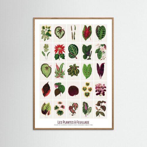 Poster fine art . Les Plantes à Feuillage
