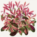 Foglie in posa Les Plantes à Feuillage Coloré Alternanthera