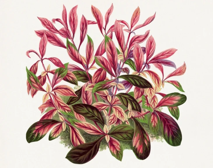 Foglie in posa Les Plantes à Feuillage Coloré Alternanthera