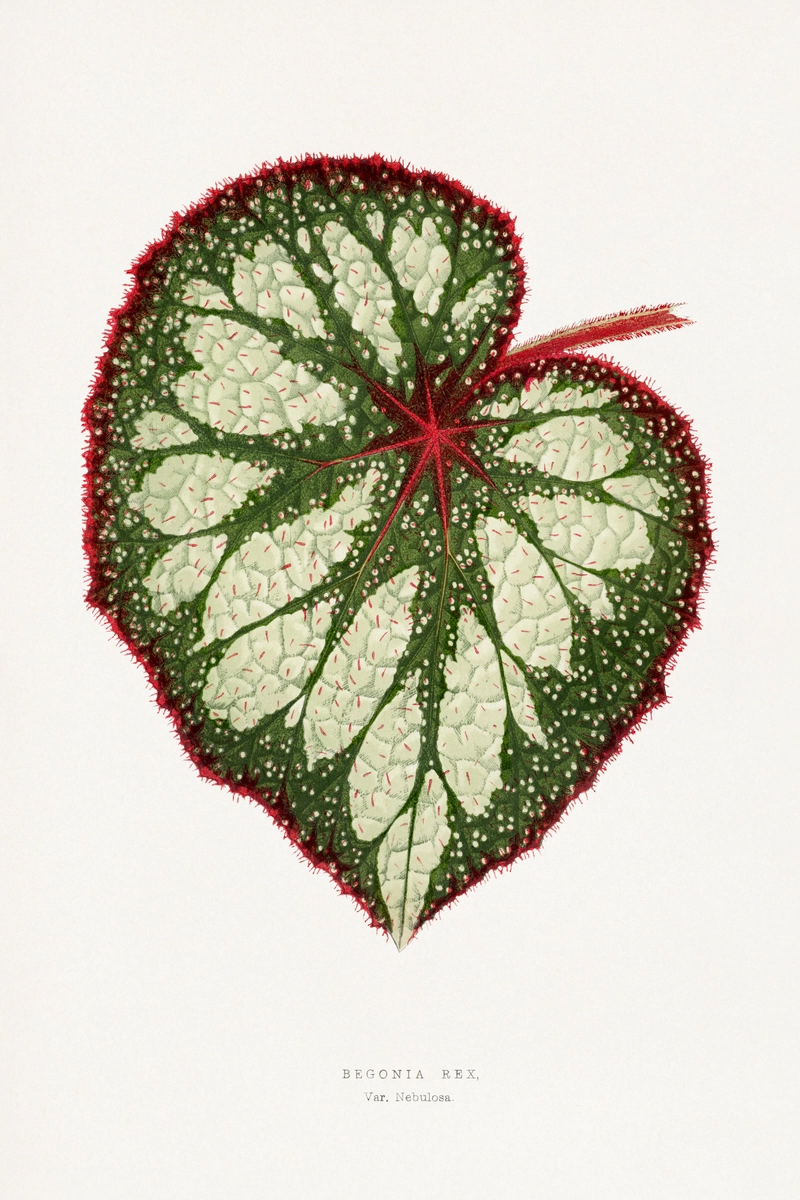 Begonia Rex, tavola da Les Plantes à Feuillage Coloré