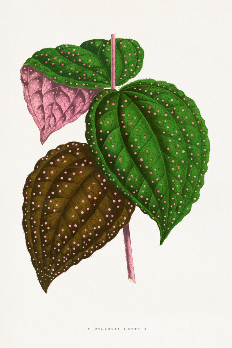 Green Bertolonia Guttata, tavola da Les Plantes à Feuillage Coloré