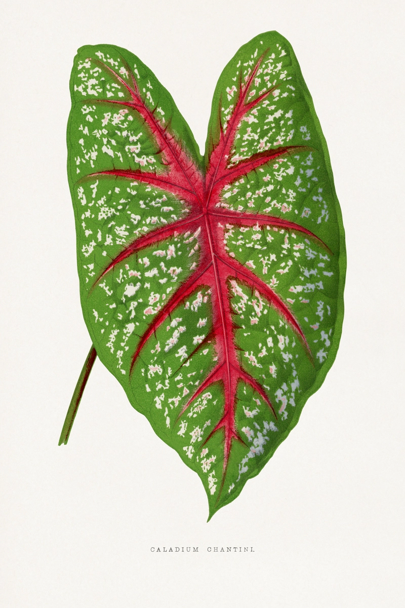 Green Caladium Chantini, tavola da Les Plantes à Feuillage Coloré