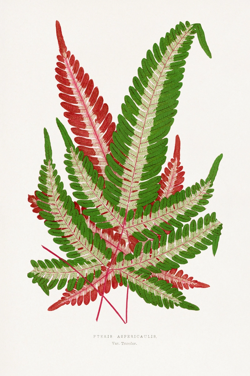 Felce, tavola da Les Plantes à Feuillage Coloré