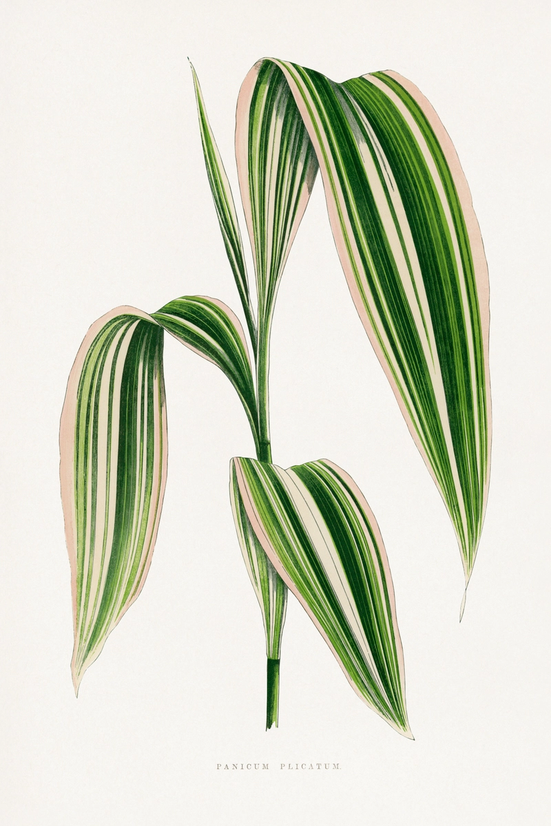 Panicum Plicatum, tavola da Les Plantes à Feuillage Coloré