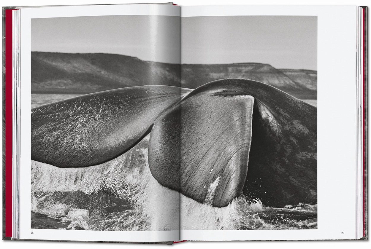 SALGADO_GENESIS_45_GB_OPEN001_028_029_42383